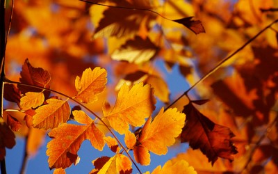 First Aid advice for Autumn trips and falls