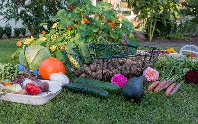 First Aid for Gardeners