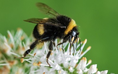 First Aid for Bites and Stings